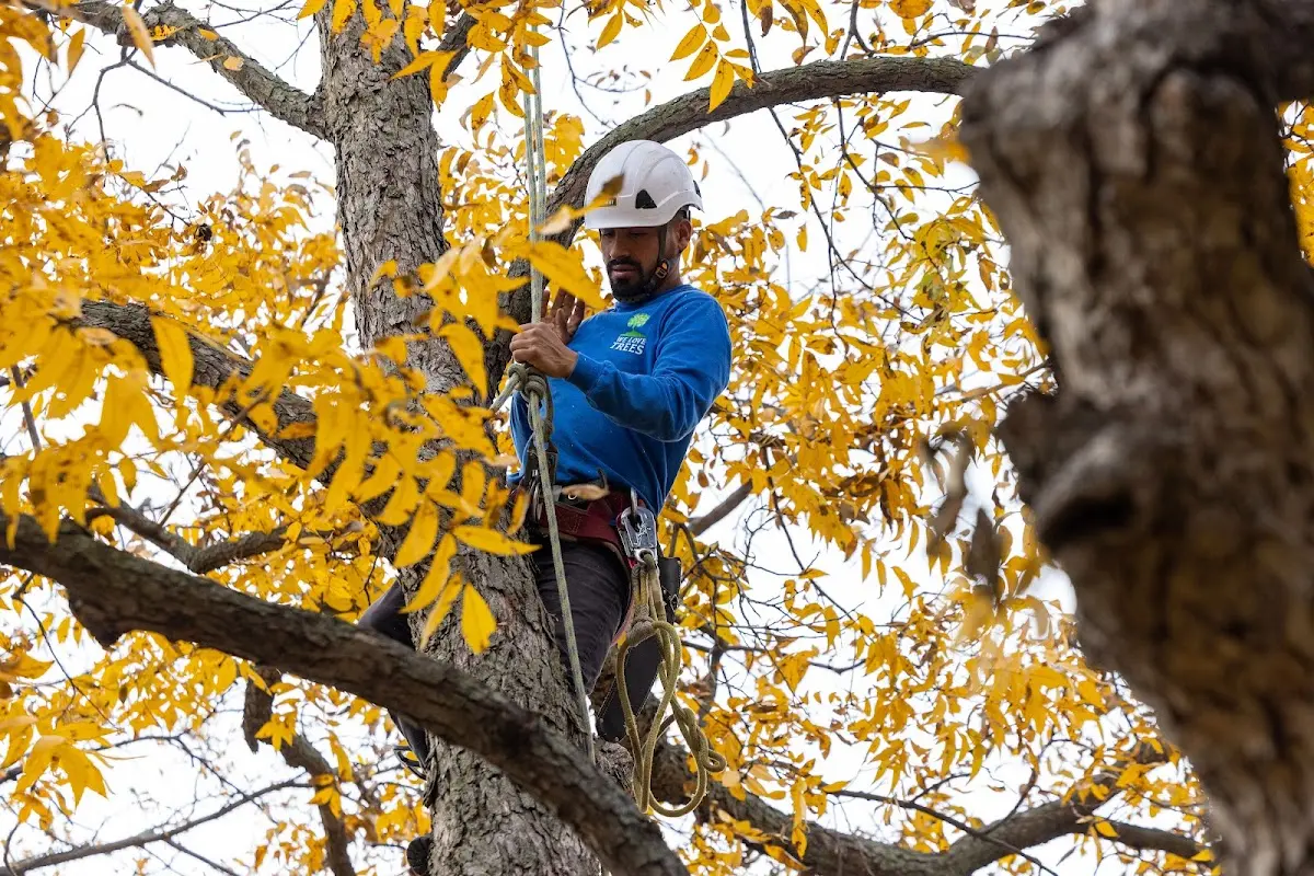 Skilled Tree Trimming crew working in Denton
